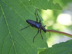 Stenocorus meridianus
