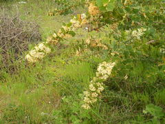 Hakea prostrata