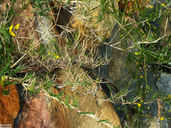 Osteospermum aciphyllum