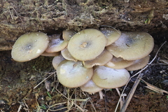 Armillaria limonea