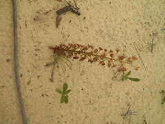 Drosera porrecta