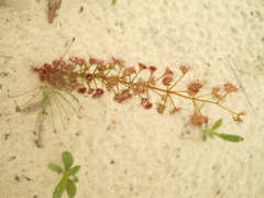 Drosera porrecta