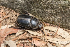 Trichogomphus mongol