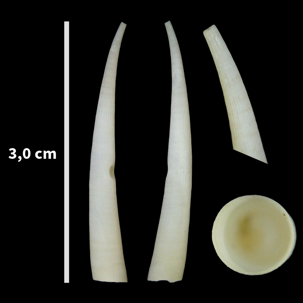 Dentaliidae
