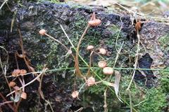 Mycena parsonsii