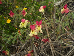 Lechenaultia linarioides