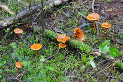 Cortinarius abnormis