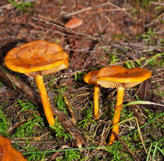 Cortinarius abnormis