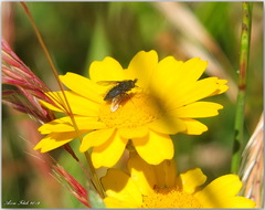Conophorus atratulus