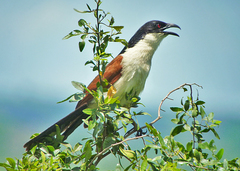 Centropus cupreicaudus