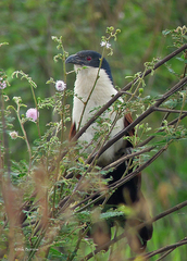 Centropus cupreicaudus