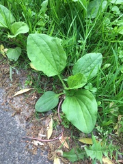 Plantago major