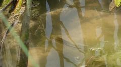 Micropterus salmoides