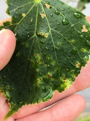 Paracercosporidium microsorum