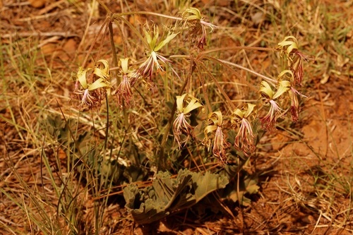 Pelargonium schizopetalum 3