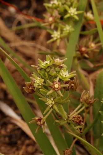 Image of Aspidoglossum heterophyllum by (c) Karen Eichholz, some rights reserved (CC BY)