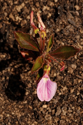 Hybanthus capensis (Hybanthus capensis)