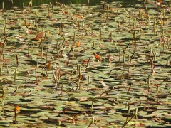Potamogeton natans