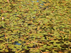 Potamogeton natans