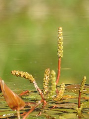Potamogeton natans