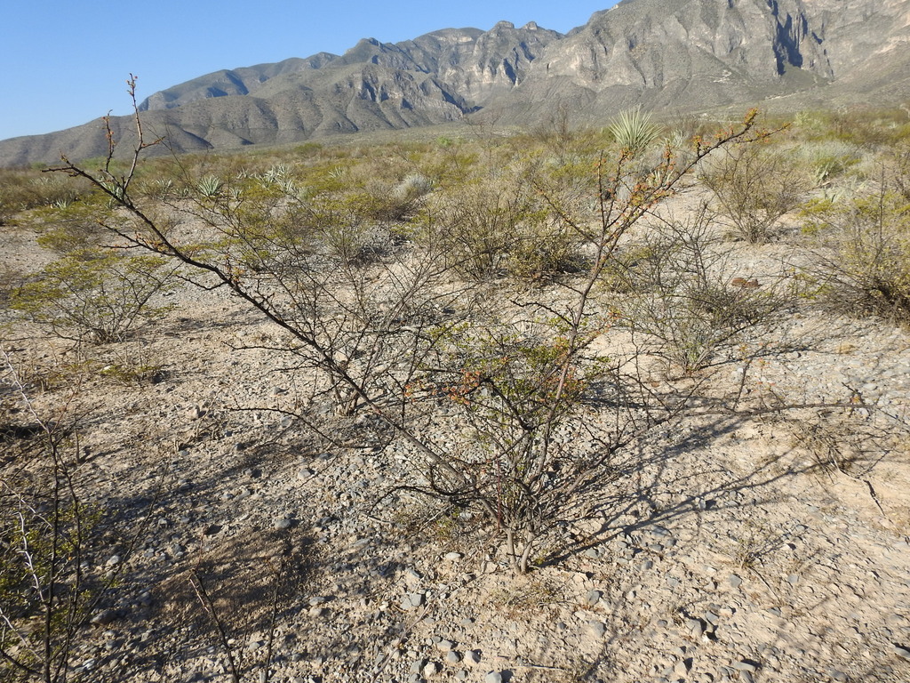 whitethorn acacia from Lerdo, Dgo., México on May 29, 2024 at 07:56 AM ...