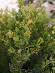 Searsia cuneifolia