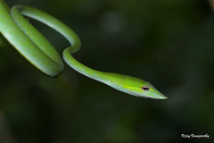 Ahaetulla farnsworthi