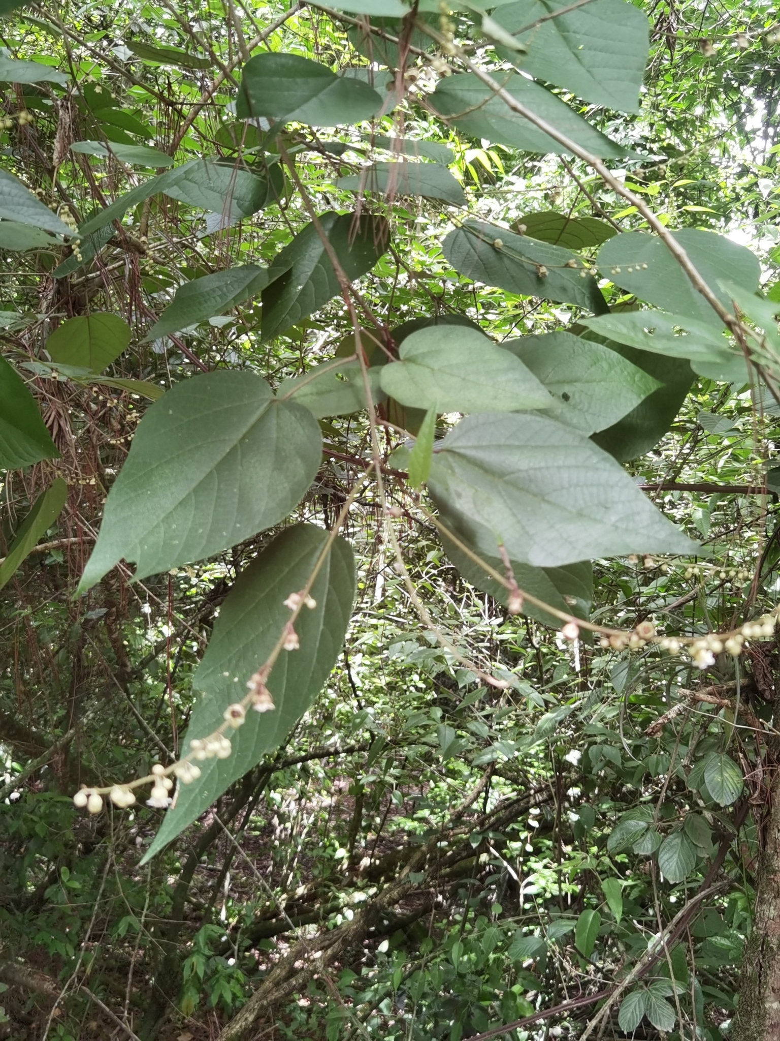 Croton hoffmannii