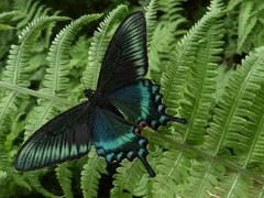 Papilio maackii