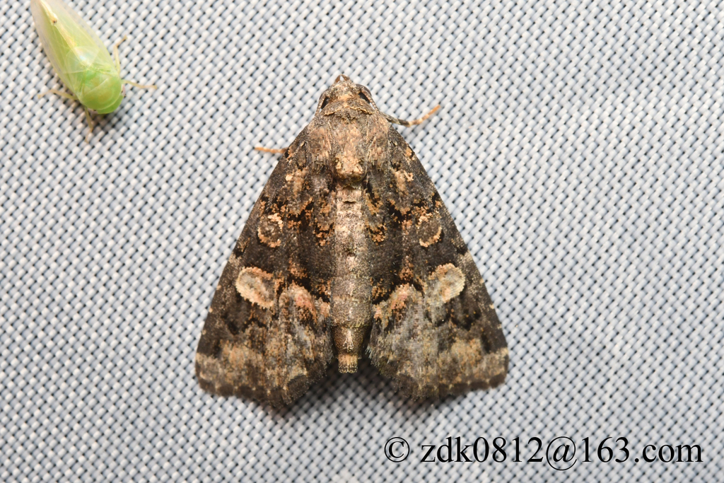 Sugiella vulnerata