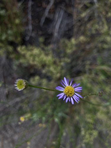 iNaturalist observation photo of Leafy Fleabane