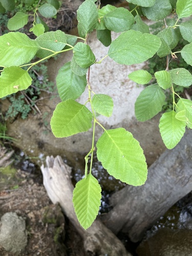 iNaturalist observation photo of white alder