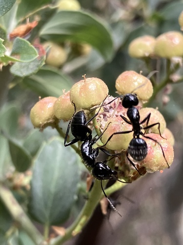 iNaturalist observation photo of Carpenter Ants, Typical Sugar Ants and Allies