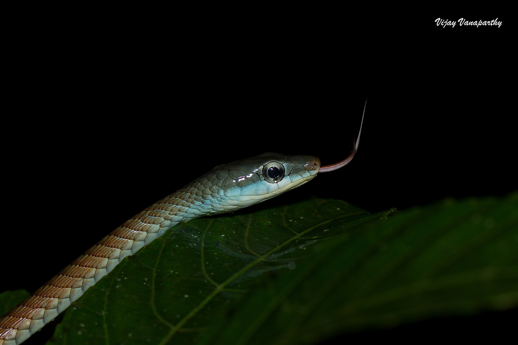 Southern Bronzeback