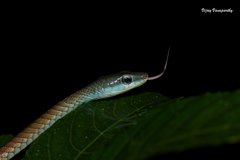 Dendrelaphis grandoculis