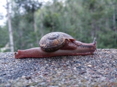 Ariophanta exilis