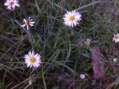 Brachyscome graminea