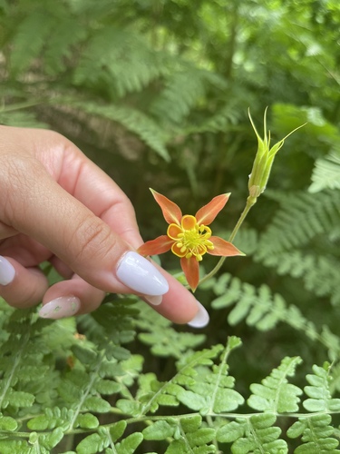 iNaturalist observation photo of western columbine
