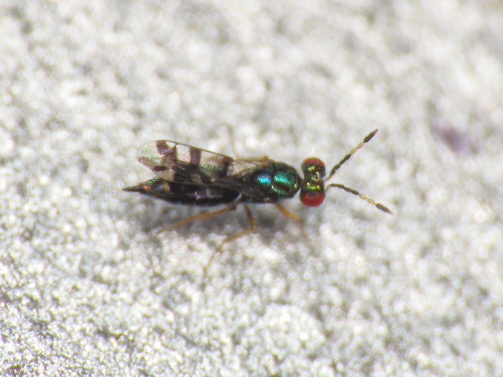 Astichus arithmeticus