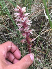 Orobanche amethystea