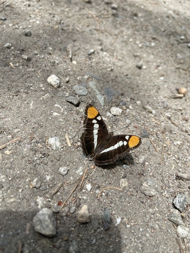 iNaturalist observation photo of California Sister