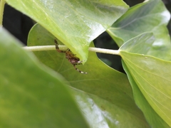 Araneus diadematus