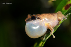 Dark-Eared Bush Frog photo 3