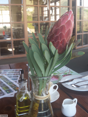 Protea aristata × repens