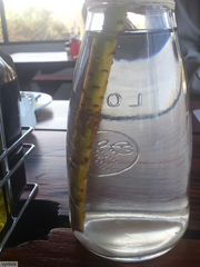 Protea aristata × repens