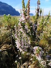 Erica perspicua perspicua