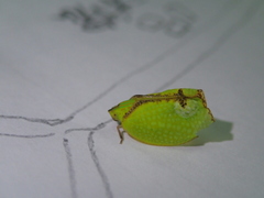 Salurnis marginella