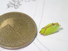 Salurnis marginella