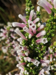 Erica perspicua perspicua