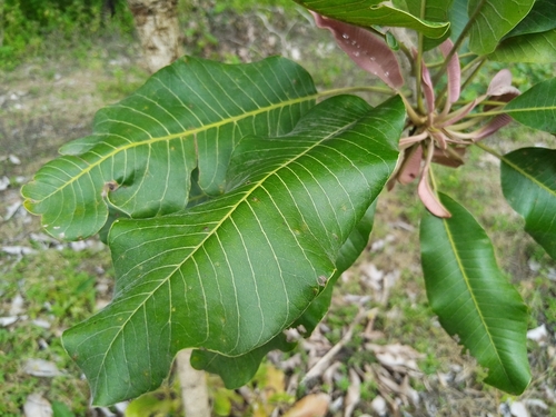 Shea Tree
